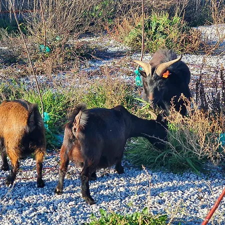 Gojim Gospodarstwo agroturystyczne *