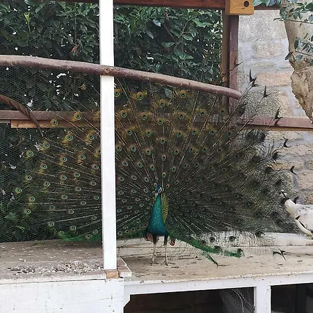 Gojim Çiftlik konaklama *