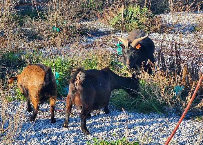 Gojim Gospodarstwo agroturystyczne *